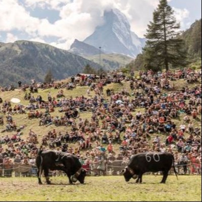 zermatt cow fighting.jpg